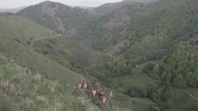 France,PAYS-BASQUE, chevreuil 