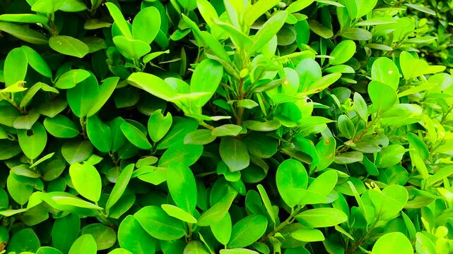 background, banyan, botanical, branch, bright, bush, ficus, flora, foliage, fresh, garden, gardening, green, hedge, laurel, leaf, leaves, lush, microcarpa, natural, nature, organic, outdoor, plant, sh