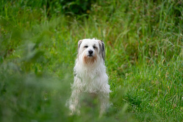 Obraz premium perro, dogs, animales