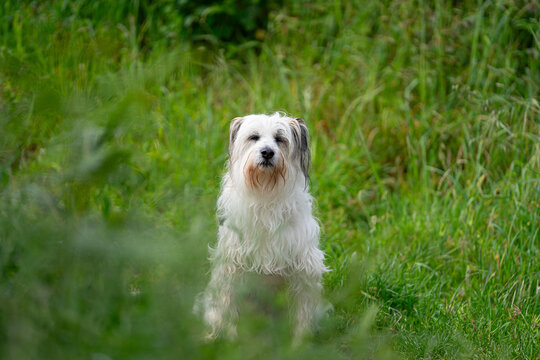 perro, dogs, animales