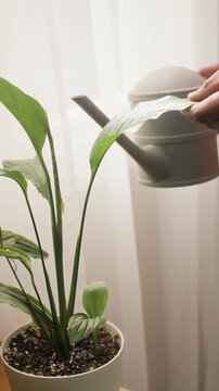 Vertical cropped slowmo shot of hands of unrecognizable man standing by window and watering potted houseplant using small watering can while examining green leaves