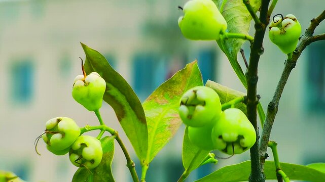 Fresh java apple fruits buds growing on tree branch in rural Bangladesh tropical garden during calm natural daylight atmosphere