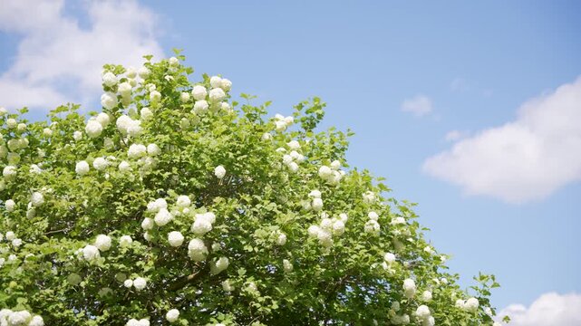 Large Snowball Viburnum Tree Blooming Under Blue Summer Sky