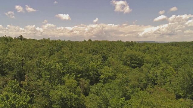 Cinematic View Of Pocono Forest Road, USA