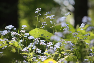 Abundant field forget-me-not (Myosotis arvensis) blue flowers growing in a lush green meadow with soft sunlight and shallow depth of field © kazakovmaksim