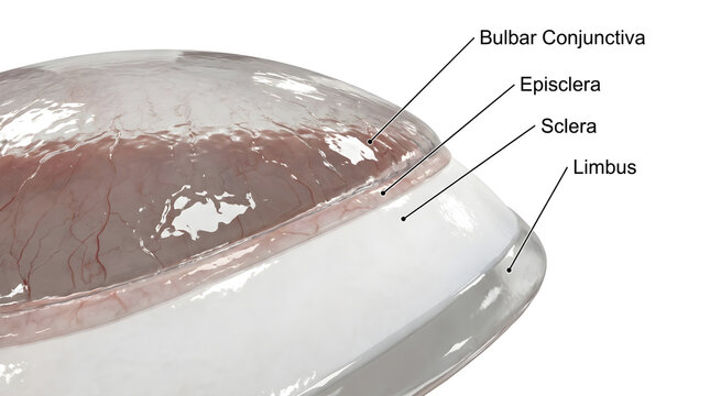 Detailed 3D rendering of the human eye's external layers, highlighting the bulbar conjunctiva, episclera, sclera, and limbus for anatomical study