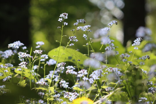 Abundant field forget-me-not (Myosotis arvensis) blue flowers growing in a lush green meadow with soft sunlight and shallow depth of field