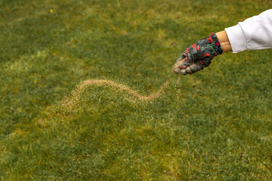 Female Gardener Spreading Fertilizer on Lawn Wearing Colorful Protective Gloves