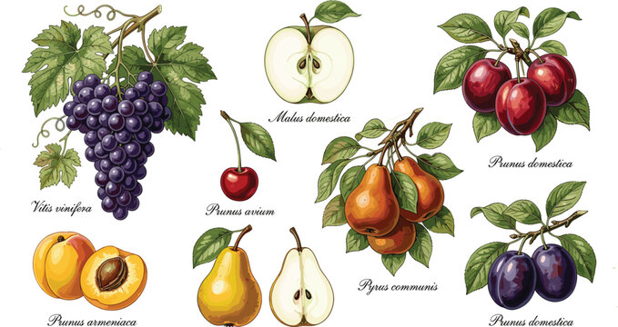 Vintage Botanical Fruit Vector Illustration Set with Grapes Apples Pears Plums Apricots and Cherries on Branches for Organic Food Packaging Design