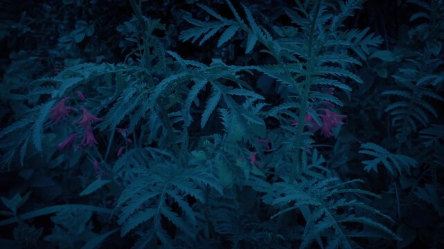 Plants With Red Flowers In Garden At Dusk