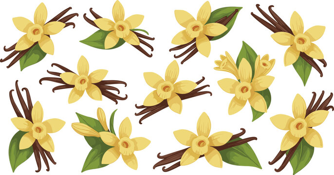 Vanilla flower and bean pod vector set with green leaves, yellow blossoms, and aromatic spice design elements