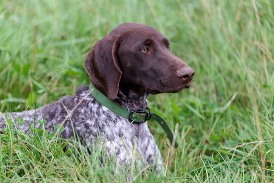portrait of a young german shorthaired pointer