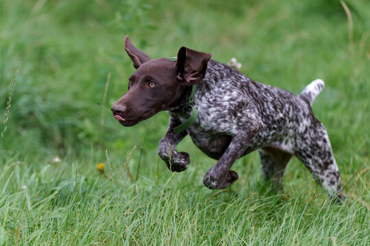 portrait of a young german shorthaired pointer