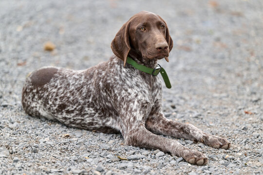 portrait of a young german shorthaired pointer