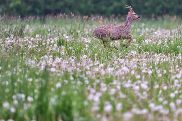 roe deer buck running through dandelions © Duvekot Fotografie
