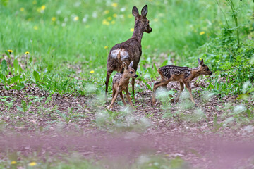 roe deer with fawns © Duvekot Fotografie