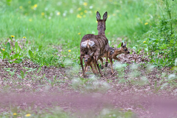 roe deer with fawns © Duvekot Fotografie