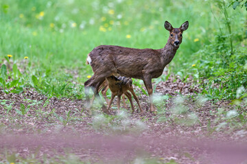roe deer with fawns © Duvekot Fotografie