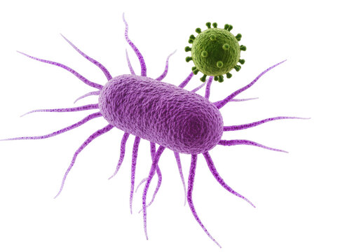 Isolated 3D visualization of purple bacterial cell with long flagella attacked by green virus