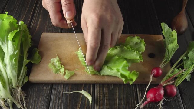 Hands of a person slicing fresh green lettuce on a wooden cutting board with radishes and herbs arranged nearby in a rustic kitchen setting
