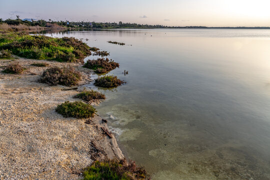 Calm salt lake lagoon with halophyte vegetation bushes on shore at sunset. Quiet scenic wetland reserve landscape with smooth water surface in late afternoon. Cyprus, Mediterranean.
