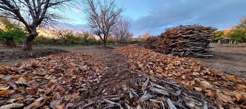 Orchard floor with autumn leaves in compost windrows and stacked trimmed branches