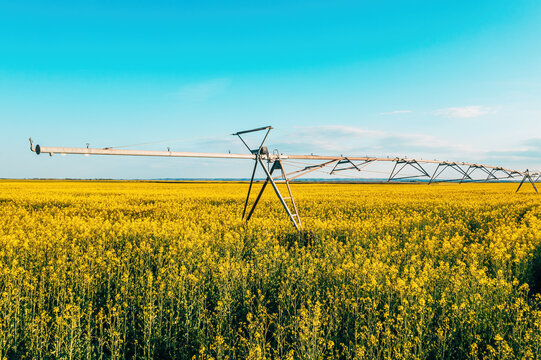Center pivot irrigation system watering yellow canola field at pastel sunset