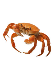 Isolated cooked crab standing ready to be eaten, a delicious seafood delicacy. © Lucas