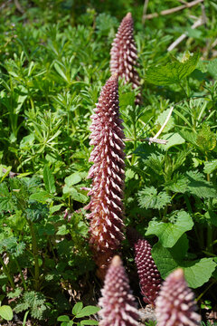 An unusual parasitic plant Petrov krest rhodopean growing in its natural environment
