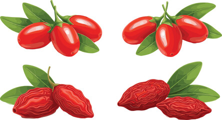 Red goji berry vector set with fresh and dried fruits, green leaves, and glossy botanical illustrations © Prodip