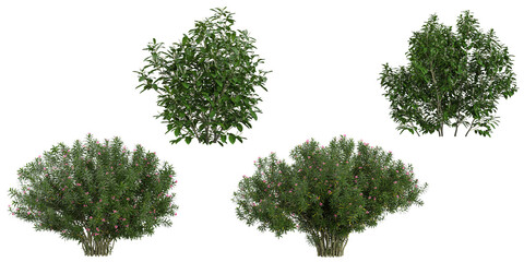 Fototapeta premium Collection of Nerium,Prunus plants on transparent background