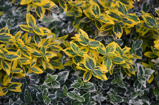 Euonymus fortunei 'Emerald 'n' Gold'  evergreen ornamental shrub with striking variegated green foliage with bright golden-yellow margins .  Landscaping, growing, planting concept. 