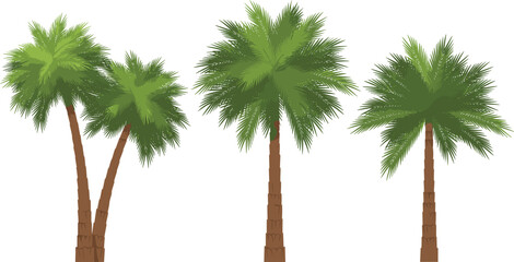 Tropical palm tree vector set with lush green fronds and brown trunks for beach landscape design © Shabita