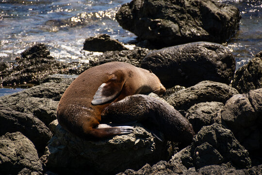 Wildlife Seal Colony at Cape Palliser