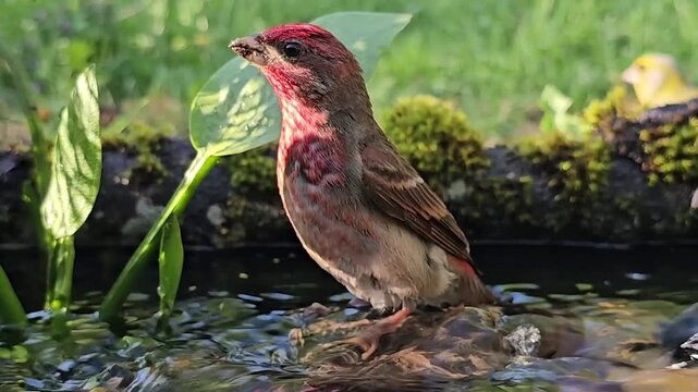 The common linnet Linaria cannabina bathes in water, in a natural pond. The multicolored Eurasian linnet takes a bath.