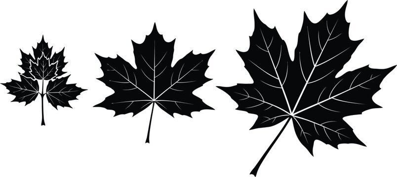 Canada day vector three black maple leaves patriotic canadian symbolism