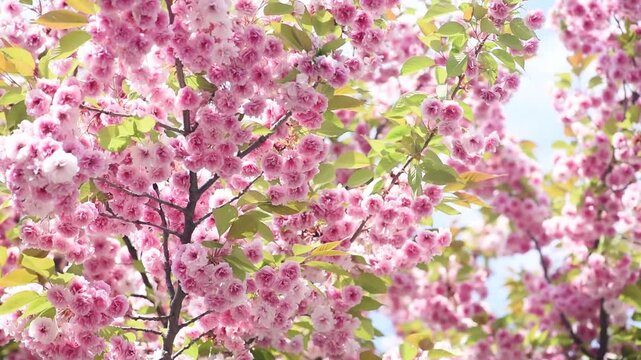 Japanese Sakura blossom on sky background, branches in full bloom, pink flowers blooming in spring garden, springtime flowering cherry tree, sunny beautiful nature landscape.