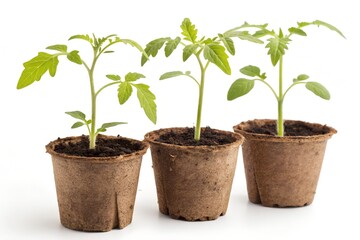 Fototapeta premium Young tomato seedlings in biodegradable peat pots isolated on white background.