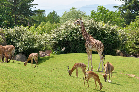 giraffe in the zoo