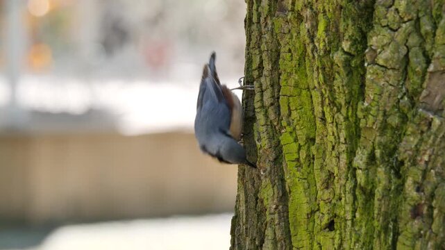 Eurasian nuthatch bird feeding with insects ( Sitta europaea )