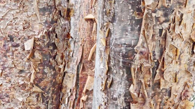 Macro Texture of Peeling Red Bark from a Tropical Chaca Tree