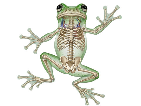 Detailed anatomical illustration of a glass frog displaying its internal skeletal structure and vital organs captured in this high quality image on white background