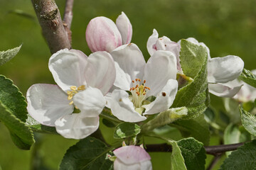 Fototapeta premium Buds and flowers of an apple tree on the background of a tree crown. Apple tree blooms in the garden. Spring.
