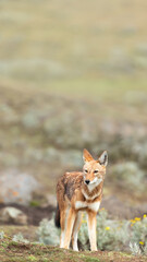 Fototapeta premium Endangered Ethiopian wolf in Bale Mountains highlands
