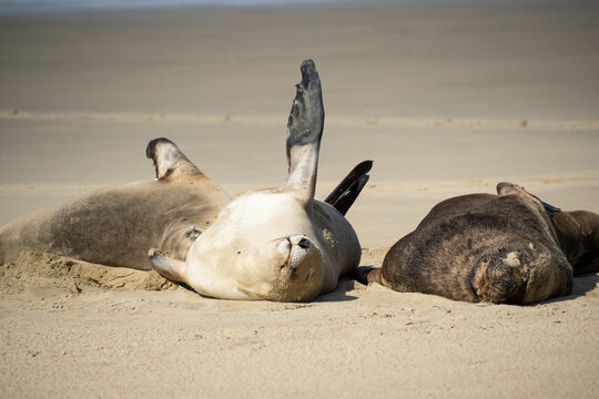 Sea Lions Chilling on Sandfly Beach New Zealand