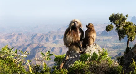 Gelada baboon pair overlooking Simien Mountains valley in Ethiopia © giedriius