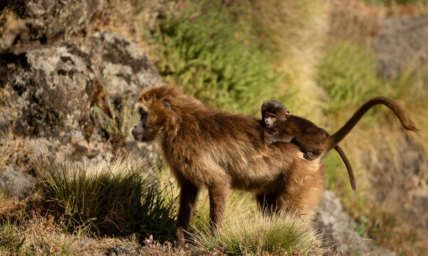 Gelada baboon mother carrying baby in Ethiopia