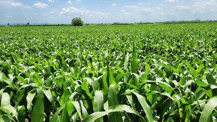 A healthy field of young green corn (Zea mays) growing under a bright blue sky with scattered clouds, showcasing fertile farmland and early summer agricultural growth © cilicia