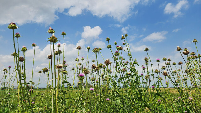 Milk thistle (Silybum marianum) with striking purple flower heads and spiny leaves, a medicinal yet invasive plant commonly found in wild grasslands and disturbed areas.