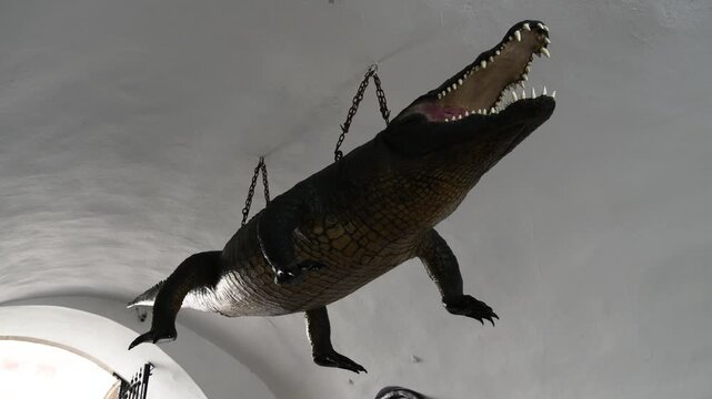 Brno Dragon crocodile hanging inside Old Town Hall in Brno, Czech Republic
